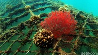 Ada beberapa kriteria yang diteliti mulai jenis biota laut, komposisi spesies yang ada disana dan kelimpahannya lalu penempelan alami di media substrat yang ditenggelamkan yang dibuat dari besi dan beton.