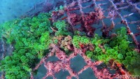 Berbeda dengan apartemen yang dimiliki manusia, apartemen ikan ini terletak di dasar laut dan menjadi tempat tinggal biota-biota laut di sana.