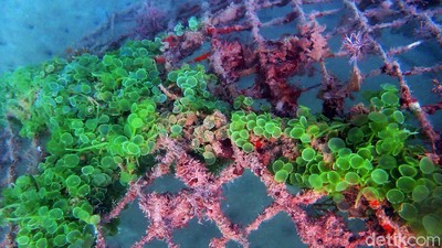 Ada Apartemen Ikan Loh di Bangka Belitung