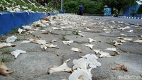 Tapi di balik keindahan tersebut, jalan dan trotoar menjadi karpet bunga Tabebuya yang berguguran.   
