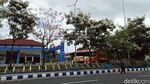 Kala Bunga Tabebuya di Terminal Ir Soekarno Klaten Bermekaran