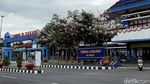 Kala Bunga Tabebuya di Terminal Ir Soekarno Klaten Bermekaran