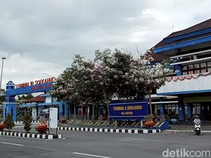 Kala Bunga Tabebuya di Terminal Ir Soekarno Klaten Bermekaran