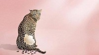 Deterjen yang bikin noda hilang, loreng macan aja rontok. Foto: Dok. Brightside/tide.com