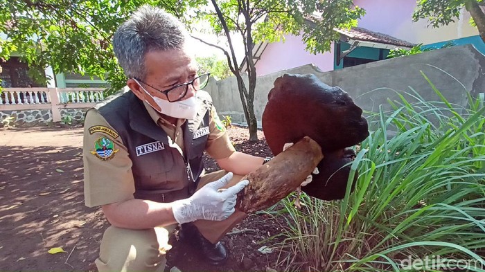 Jamur raksasa tumbuh di halaman rumah warga Cicalengka, Bandung.