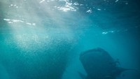 Karena suka menyelam, Lexie mengaku bahwa bawah laut Indonesia luar biasa indah. (Lexie Alford/Instagram)