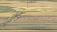 Tampak seorang warga Korea Utara bekerja di sawah di Kaepoong, Korea Utara.