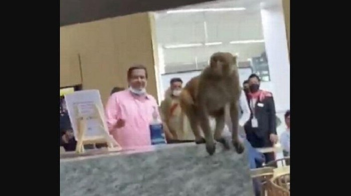 Monyet masuk bandara