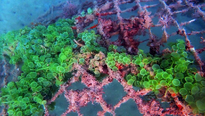 Pelestarian biota laut.