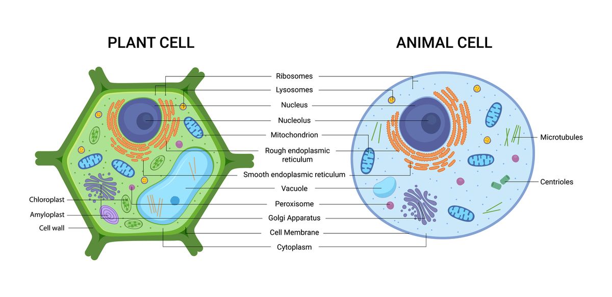 Vakuola deskripsi struktur Mitokondria: Pengertian,