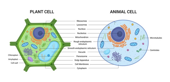 Perbedaan sel hewan dan sel tumbuhan