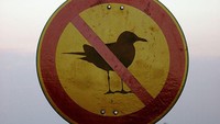 Kemudian, ada seekor burung yang melanggar aturan. Papan itu menunjukan agar dilarang ada burung di kawasan itu. tetapi seekor burung malah singgah di atas papan larangannya. 