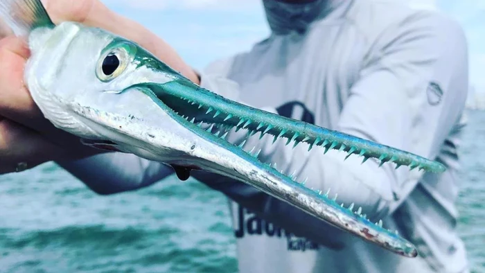 Punya Gigi Mirip Gergaji, Ini Ikan Paling Berbahaya di Dunia