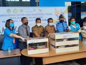 74 Satwa Langka Ditemukan di Mobil Goyang Dikembalikan ke Habitat Asal
