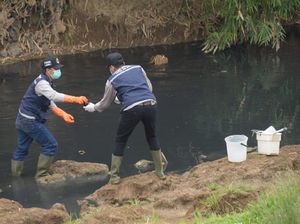 Cemari Sungai Cilamaya, Operasional Pabrik Tapioka Disetop Sementara