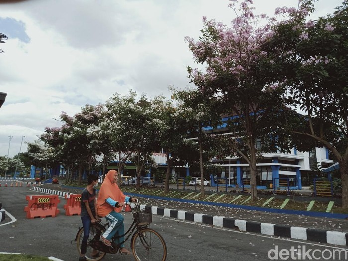Terminal Ir Soekarno Klaten Bertabur bunga tabebuya yang bermekaran, Selassa (5/10/2021).
