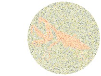 8 Tes Buta Warna Ini Bikin Mata Kelabakan, Bisa Temukan Serangga Tersembunyi?