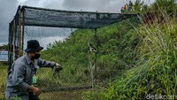 Burung yang masing-masing diberi nama Avtur (jenis Elang Brontok/Nisaetus cirrhatus) dan Jalu (jenis Elang Alap Jambul/Accipiter trivirgatus) tersebut merupakan hasil penyerahan dari masyarakat.