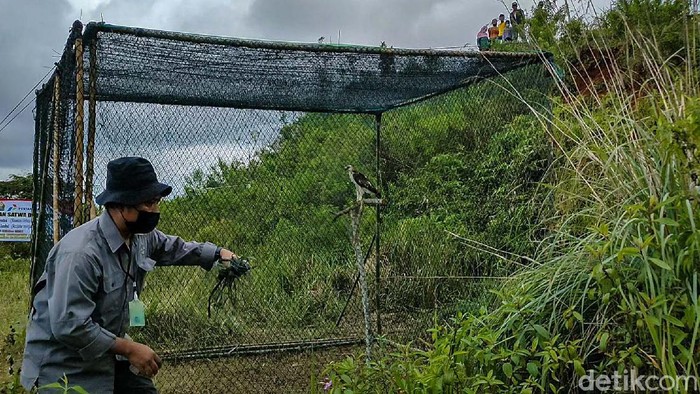 Balai Konservasi Sumber Daya Alam (BKSDA) Yogyakarta melepasliarkan dua ekor elang. Elang bernama Avtur dan Jalu itu dilepas di kawasan perbukitan Menoreh, Kulon Progo.
