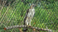 Avtur yang merupakan elang betina berasal dari penyerahan warga Kota Yogyakarta yang kemudian direhabilitasi di Stasiun Flora Fauna (SFF) Bunder, Gunungkidul pada 17 September 2020. Sedangkan Jalu si elang jantan yang berasal dari penyerahan warga Hargotirto, Kokap, Kulon Progo selama ini direhabilitasi di Wildlife Rescue Jogja (WRC), Pengasih, sejak 7 Juli 2021.
