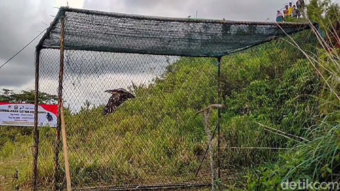 Balai Konservasi Sumber Daya Alam (BKSDA) Yogyakarta melepasliarkan dua ekor elang. Elang bernama Avtur dan Jalu itu dilepas di kawasan perbukitan Menoreh, Kulon Progo.