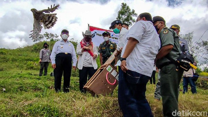 Akhirnya, Avtur dan Jalu Kembali ke Alam Liar Balai Konservasi Sumber Daya Alam (BKSDA) Yogyakarta melepasliarkan dua ekor elang. Elang bernama Avtur dan Jalu itu dilepas di kawasan perbukitan Menoreh, Kulon Progo.