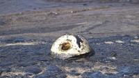 Tumpahan minyak ini menyebabkan burung, ikan dan mahluk laut lainnya mati.