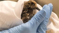 Petugas menyelamatkan seekor burung yang terkena limbah minyak.