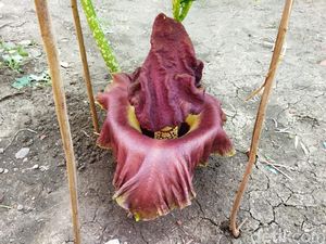Bunga Bangkai Mekar di Pekarangan Rumah Warga Lamongan