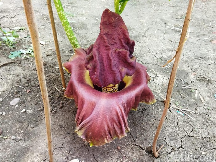 Bunga bangkai mekar di pekarangan rumah warga Lamongan. Bau tak sedap dari bunga ini mengundang warga untuk datang melihatnya.