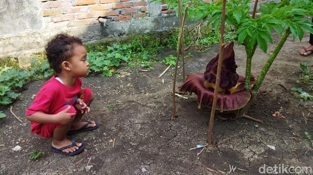 Bunga bangkai mekar di pekarangan rumah warga Lamongan. Bau tak sedap dari bunga ini mengundang warga untuk datang melihatnya.