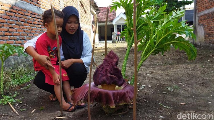 Bunga Bangkai Mekar di Pekarangan Rumah Warga Lamongan Bunga Bangkai tumbuh di pekarangan rumah warga di Lamongan. Bunga tersebut berukuran 50 cm dengan diameter bunga sekitar 30 centimeter.