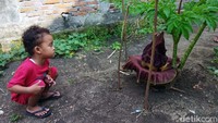 Bunga suweg atau bunga dengan nama ilmiah amorphophallus paeonifolius itu tumbuh di pekarangan rumah milik Yateno, warga Dusun Bandung, Desa Karangsambigalih, Kecamatan Sugio.