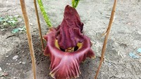 Bunga tersebut memiliki tinggi kurang lebih selutut orang dewasa atau sekitar 50 cm dengan diameter bunga sekitar 30 centimeter. 