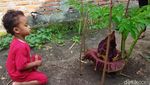 Tengok Bunga Bangkai yang Mekar di Lamongan