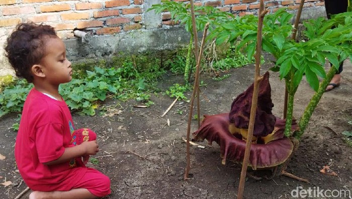 Bunga Bangkai tumbuh di pekarangan rumah warga di Lamongan. Bunga tersebut berukuran 50 cm dengan diameter bunga sekitar 30 centimeter.
