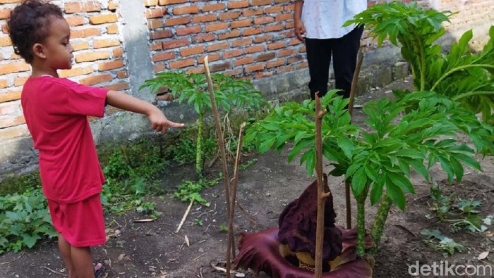 Bunga Bangkai Mekar di Pekarangan Rumah Warga Lamongan Bunga Bangkai tumbuh di pekarangan rumah warga di Lamongan. Bunga tersebut berukuran 50 cm dengan diameter bunga sekitar 30 centimeter.