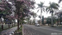 Berdasarkan pantauan detikcom, bunga tabebuya bermekaran bisa ditemui di Jalan Yogya-Magelang, tepatnya mulai dari wilayah Palbapang hingga kawasan Mertoyudan. Pohon bunga tabebuya berada di tengah median jalan.