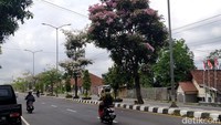 Selain itu, tabebuya juga terlihat di sepanjang Jalan Soekarno-Hatta, Sawitan, Mungkid, Kabupaten Magelang atau tepatnya di sepanjang perkantoran kompleks Pemkab Magelang. Di kawasan ini, tabebuya berada di sisi kanan dan kiri jalan.