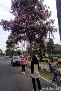 Cantiknya Bunga Tabebuya Yang Bermekaran Di Jalanan Magelang