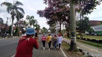 Keindahan bunga tabebuya tersebut menarik perhatian warga untuk sekadar berfoto-foto.