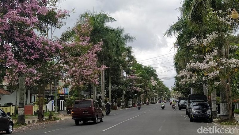 Bunga tabebuya tampak bermekaran di kawasan Magelang, Jawa Tengah. Pemandangan tersebut pun sontak menarik perhatian masyarakat.