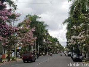 Bukan Jepang, Ini Bunga Tabebuya di Magelang