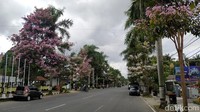 Bunga tabebuya atau handroanthus chrysotrichus yang berada di wilayah Magelang, Jawa Tengah, mulai bermekaran, Rabu (6/10/2021).