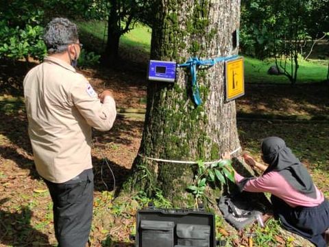 Cek Kesehatan Pohon di Kebun Raya Bogor