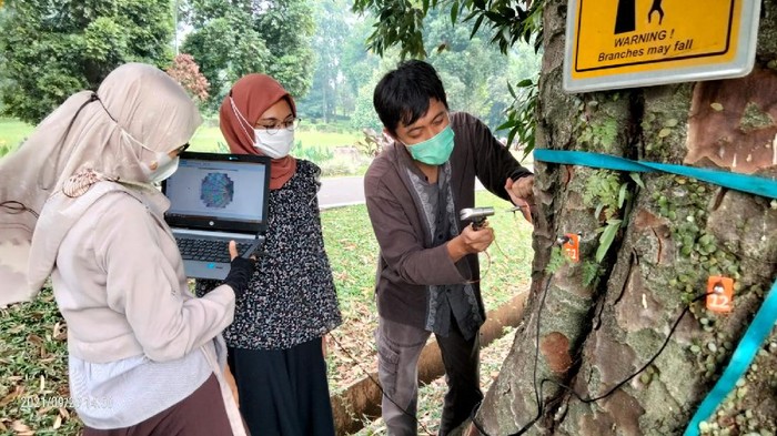 Cek Kesehatan Pohon di Kebun Raya Bogor
