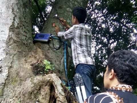 Cek Kesehatan Pohon di Kebun Raya Bogor