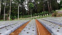 Diketahui, sejumlah warga di Kampung Cigumentong menyambung hidup dari menanam berbagai sayuran. Tak heran di kawasan itu kerap ditemukan perkebunan milik warga.