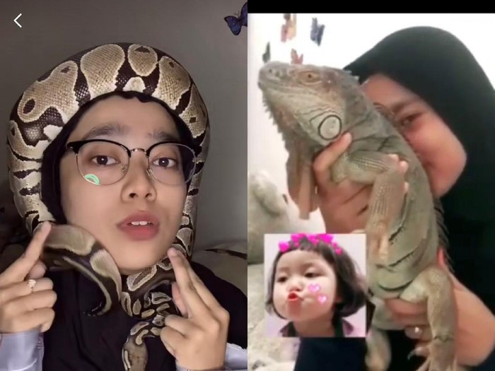Kisah viral wanita yang memelihara ular dan biawak. Kisah viral wanita yang memelihara ular dan biawak.