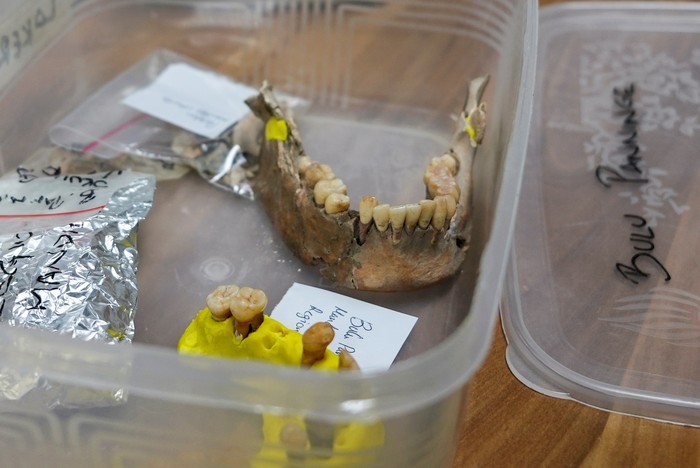 Parts of Besses ancient skeleton that was unearthed from Leang Paningge cave are pictured inside a box at the archaeological laboratory of Hasanuddin University in Makassar, South Sulawesi province, Indonesia, September 18, 2021. Picture taken September 18, 2021. REUTERS/Abd. Rahman Muchtar       NO RESALES. NO ARCHIVES.